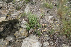 Paragymnopteris marantae