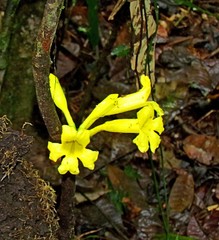 Adenocalymma calcareum