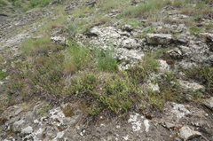 Paragymnopteris marantae