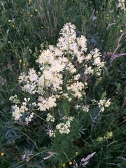 Thalictrum flavum