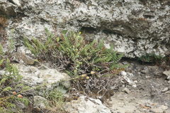 Paragymnopteris marantae