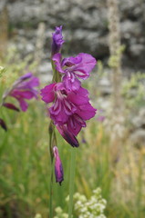 Gladiolus tenuis