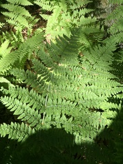 Dryopteris campyloptera