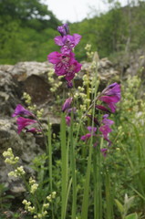 Gladiolus tenuis