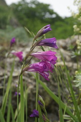 Gladiolus tenuis