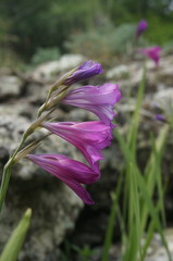 Gladiolus tenuis