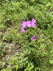 Phlox carolina