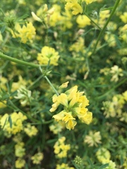 Medicago falcata