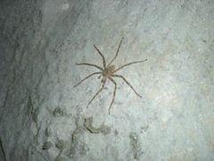 Viridasiidae
