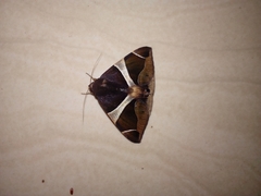 Fodina oriolus