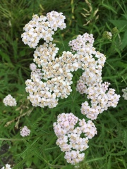 Achillea millefolium