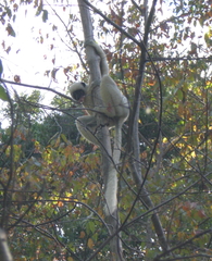 Propithecus deckenii