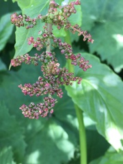 Rumex alpinus