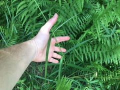 Asclepias lanceolata