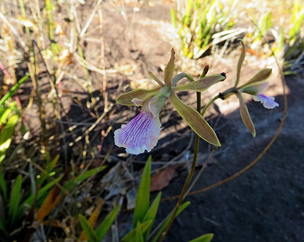 Encyclia xerophytica