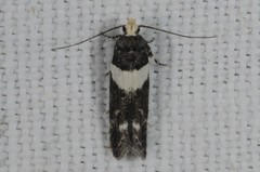 Recurvaria leucatella