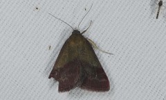 Phytometra viridaria