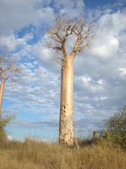 Adansonia