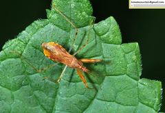 Gorpis brevilineatus