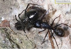 Camponotus japonicus