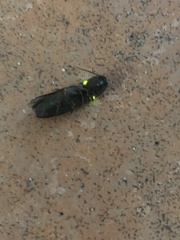 Deilelater physoderus