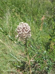 Allium ampeloprasum