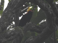 Malimbus rubricollis