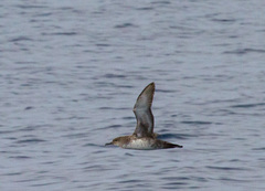 Puffinus mauretanicus