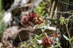 Asclepias hypoleuca