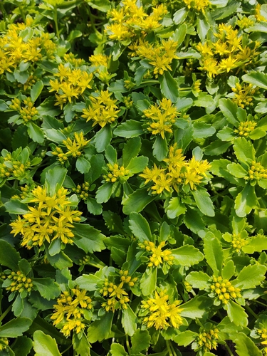 Phedimus ellacombeanus