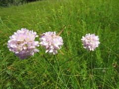 Armeria maritima sibirica