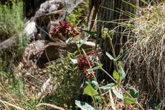 Asclepias hypoleuca