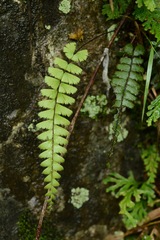 Adiantum malesianum