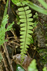 Adiantum malesianum