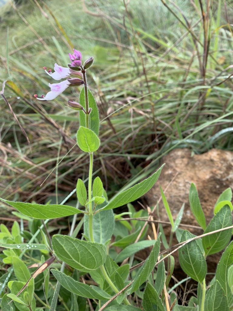 Syncolostemon foliosus