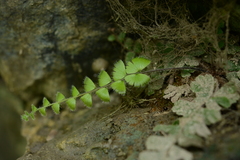 Adiantum malesianum