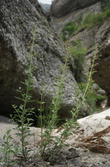 Scrophularia rupestris