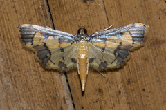Nistra coelatalis