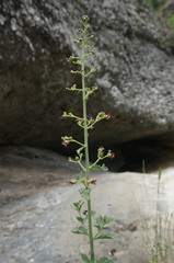Scrophularia rupestris