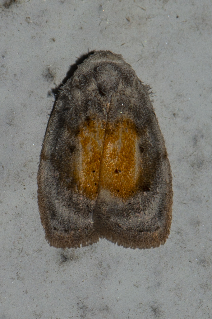Eugoa cucullata