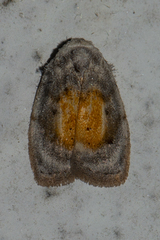 Eugoa cucullata