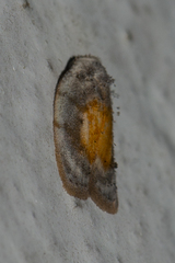 Eugoa cucullata