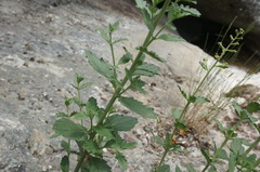 Scrophularia rupestris