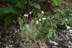 Cerastium biebersteinii