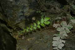 Adiantum malesianum