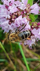 Apis mellifera