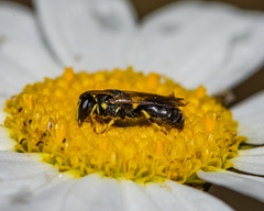 Hylaeus affinis
