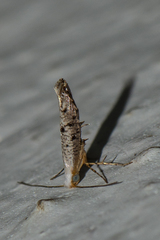 Argyresthiidae