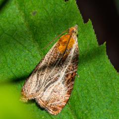 Olethreutes quadrifidum