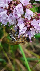 Apis mellifera